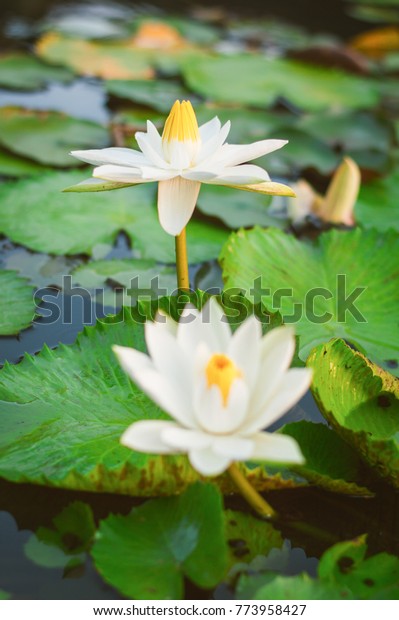 Good Morning White Lotus Flowers Blooming Stock Photo Edit Now