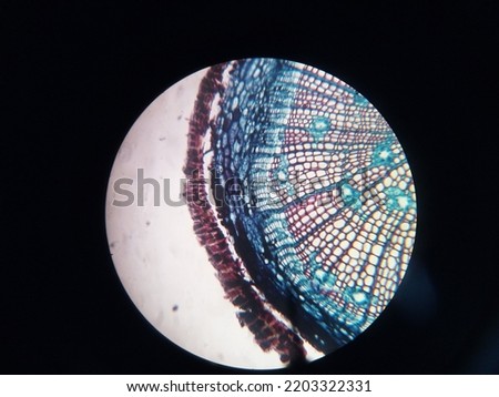 The good preparat of monocotyl stem seen with light microscope. Imagine de stoc © 