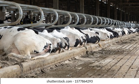 Mastitis Cow High Res Stock Images Shutterstock