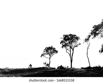 A good shape of big trees in back and white. 