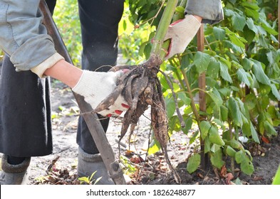 Good strong roots and tubers of Dahlia flowers in the hands of the gardener. A woman digs up the roots of flowers in her garden. Old clothes of the gardener. Working with plants in the garden.
