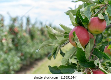 A Good Summer For A Fruit Grower And Apple Orchards