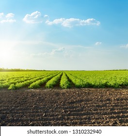 Good sunset with clouds over agricultural green field with tomatoes. South Ukraine agriculture field. - Powered by Shutterstock