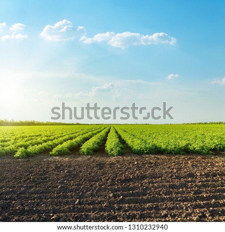 Good sunset with clouds over agricultural green field with tomatoes. South Ukraine agriculture field.