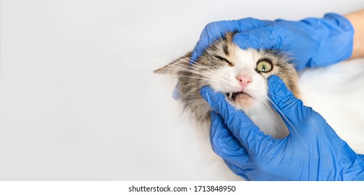 9,802 Cat gloves Images, Stock Photos & Vectors | Shutterstock