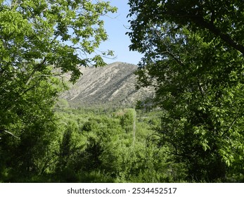 good view of the forest