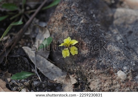 Goodenia species, post fire - Newnes, Blue mountains Stock photo © 