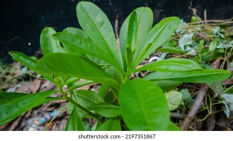 
Goodeniaceae Talinum Or Javanese Ginseng Live In The Garden