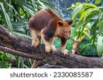 Goodfellows or ornate tree kangaroo against dense jungle foliage. This arboreal marsupial if found in Papua New Guinea and northern Queensland, Australia, and is endangered in the wild.