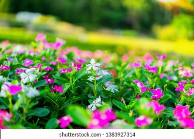 1000 Goodmorning Stock Images Photos Vectors Shutterstock