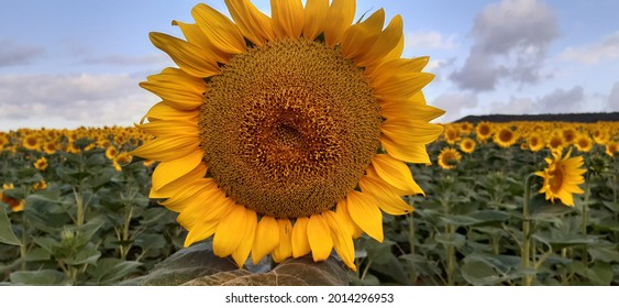 Goodmorning New Day Is In Sunflower