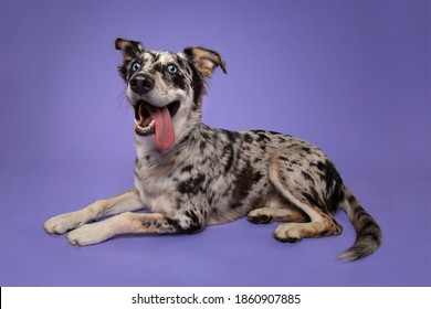 Goofy Australian Shepherd Puppy  With Tongue Out