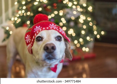 Goofy Beagle Lab Mix Dog Wears Funny Christmas Hat In Front Of Christmas Tree