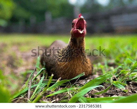 Goofy Brown bantam chicken lying on ground while looking up with its beak wide open trying to squawk in a grassy field on a farm with a big wooden fence in the background on a bright afternoon day 