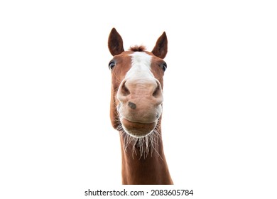 A Goofy Brown Horse With A White Stripe On Its Nose Close Up