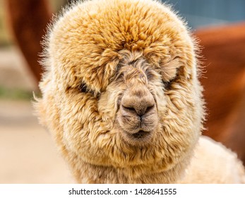 A Goofy Brown Puffy Alpaca Face At A Farm