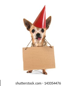 A Goofy Chihuahua Holding A Sign With A Birthday Hat On