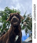 A goofy chocolate lab cocker spaniel mix