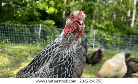 Goofy, Dark Brahma, Chicken Hen looking at the camera with its head and neck tilted to the side on a homestead with chickens and woods in the background on a warm, evening day. Eye level shot.