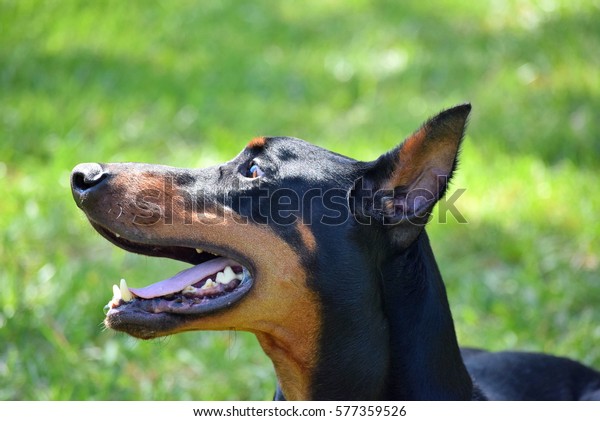 Goofy Doberman Stock Photo 577359526 | Shutterstock