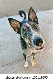 A Goofy Dog Looking At The Camera