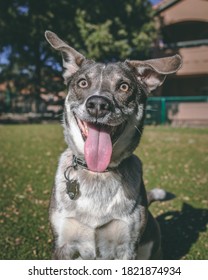 Goofy Dog Playing At The Dog Park 