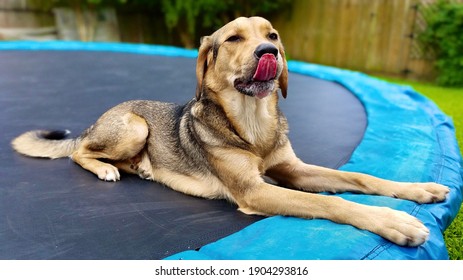 Goofy Dog Posing For Picture.