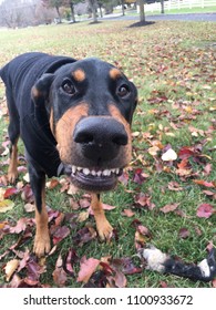 Goofy Dog Smiles 