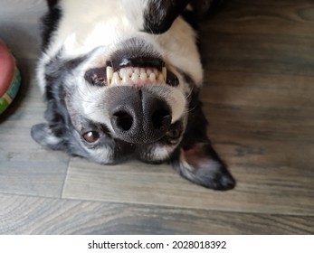 Goofy, Hapoy Smile From An Upside Down Dog