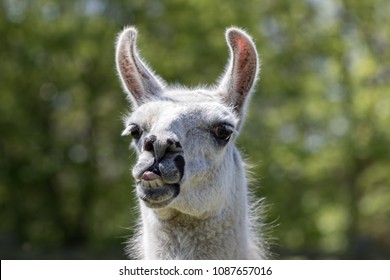 Goofy Lama Pulling A Face. Funny Llama Animal Sticking It's Tongue Out. Humorous Meme Image