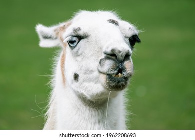 Goofy Llama Looking At Camera