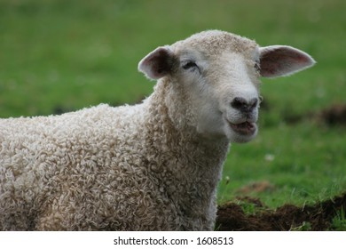 Goofy Sheep Stock Photo 1608513 