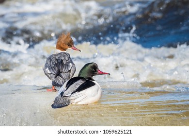 Goosander Bird Animal