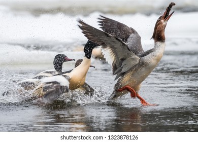 Goosander Bird Animal