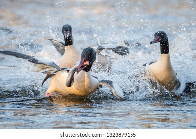 Goosander Bird Animal