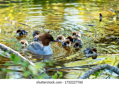 Goosander with chicks in an creek, Sweden