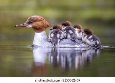 Goosander (common marganser) Ducklings, chicks, baby riding on mothers back. Royal Łazienki park in Warsaw. Cute baby animals