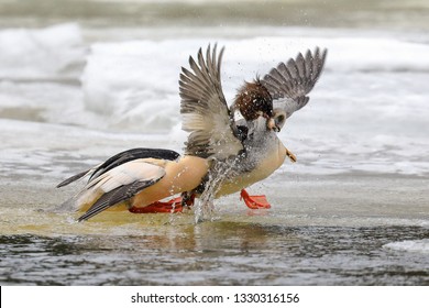 Goosander And Lamprey