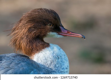 Goosander - Mergus Merganser