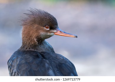 Goosander - Mergus Merganser