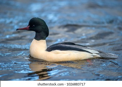 Goosander - Mergus Merganser Male