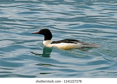 Goosander (Mergus merganser) - male swimming. Lake Geneva, Switzerland.