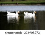 goose