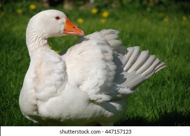 Goose eyes Images, Stock Photos & Vectors | Shutterstock