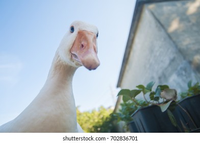 Goose