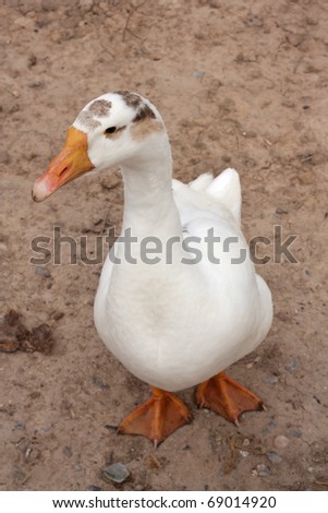 Similar – Image, Stock Photo Slate head and appes leg