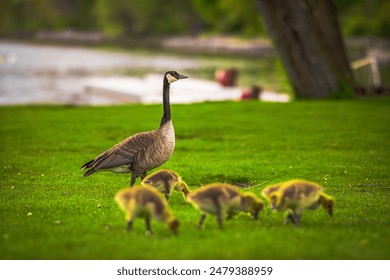 A goose with its baby geese on a green lawn - Powered by Shutterstock