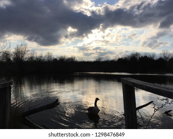 A Goose In Backlight At Claude Moore Park, Sterling, Virginia