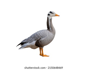 goose (bar headed) isolated on white background 