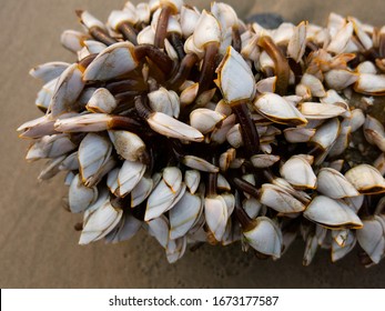 Goose Barnacle On The Beach